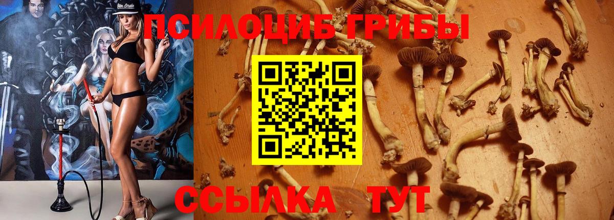 Псилоцибиновые грибы Cubensis  дарнет шоп  Нерюнгри  Вход с VPN  Галлюциногенные грибы GOLDEN TEACHER 